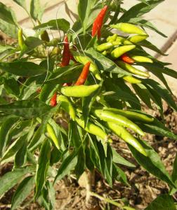 116jalapenos9-24-05.JPG - 36413 Bytes