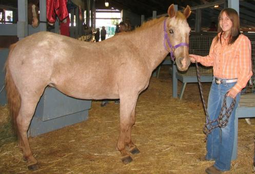 4hhorse2006.JPG - 32340 Bytes