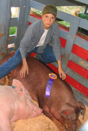 4hswine2006.JPG - 23603 Bytes