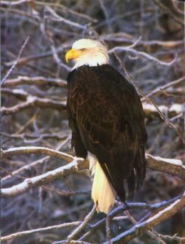 eaglewoodybook.jpg - 18615 Bytes