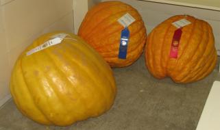 exhibit29-26-05.JPG - 8849 Bytes