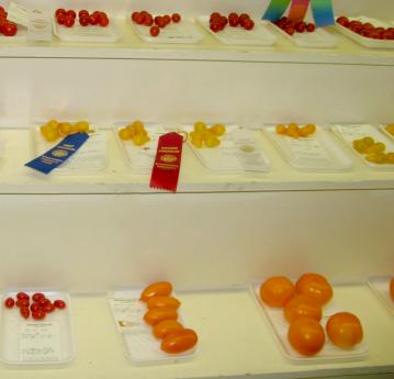 fairtomato9-23-06.JPG - 14519 Bytes