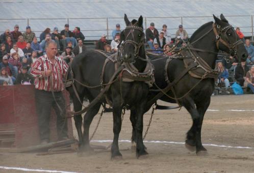 horsepull49-21-06.JPG - 28943 Bytes