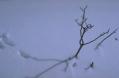snowtracksmall.JPG - 1557 Bytes