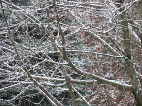 snowtree2-13--6.JPG - 50427 Bytes