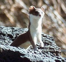 This is an example of one of Idaho's weasels.